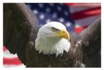 4th July - eagle flag