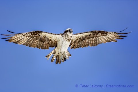 1st Annual Osprey Festival April 12-14, 2019